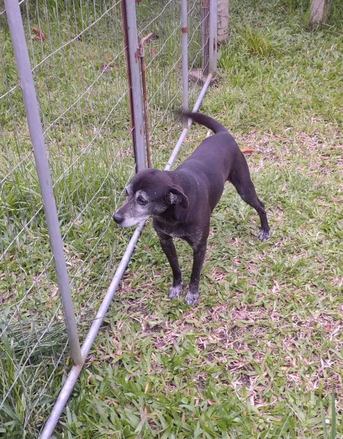 Cachorro raça SRD-ViraLata idade 5 anos nome Kevin 