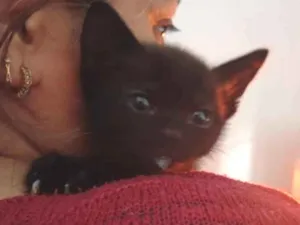 Gato raça SRD-ViraLata idade Abaixo de 2 meses nome Pretinho