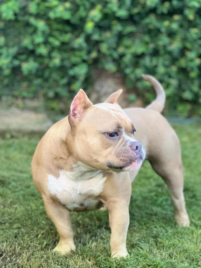 Cachorro raça Pit-Bull idade 3 anos nome Kiara Americanully