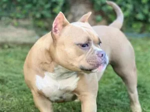 Cachorro raça Pit-Bull idade 3 anos nome Kiara Americanully