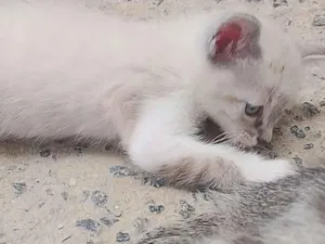Gato raça SRD-ViraLata idade 2 a 6 meses nome Blue