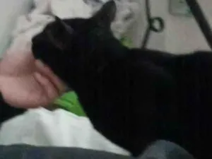 Gato raça SRD-ViraLata idade 1 ano nome Petit