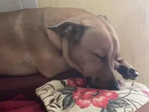 Cachorro raça SRD-ViraLata idade 2 anos nome LUKE