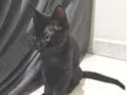 Pantera