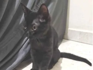 Gato raça SRD-ViraLata idade 2 a 6 meses nome Pantera