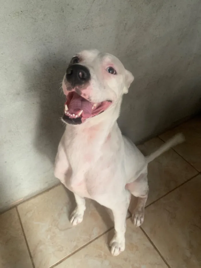 Cachorro raça Dogue Alemão idade 3 anos nome Apolo 