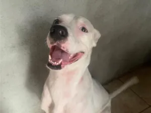 Cachorro raça Dogue Alemão idade 3 anos nome Apolo 
