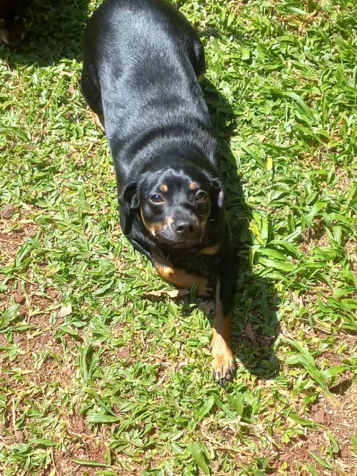 Cachorro raça SRD-ViraLata idade 5 anos nome Sol