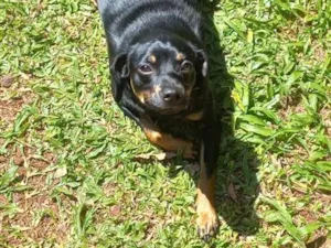 Cachorro raça SRD-ViraLata idade 5 anos nome Sol