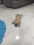 Teddy