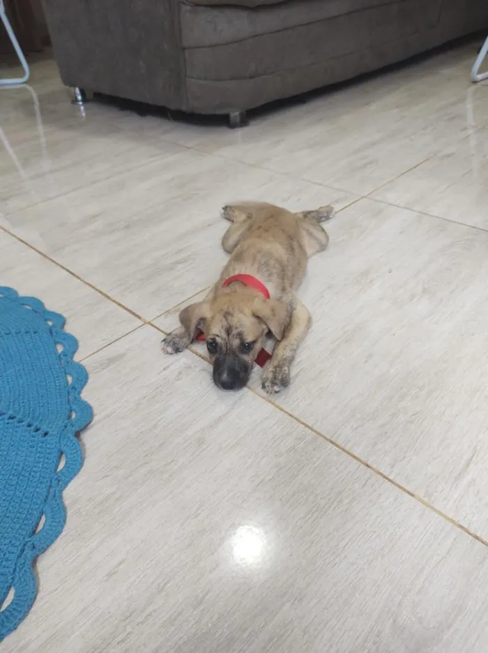 Cachorro raça SRD-ViraLata idade 2 a 6 meses nome Teddy