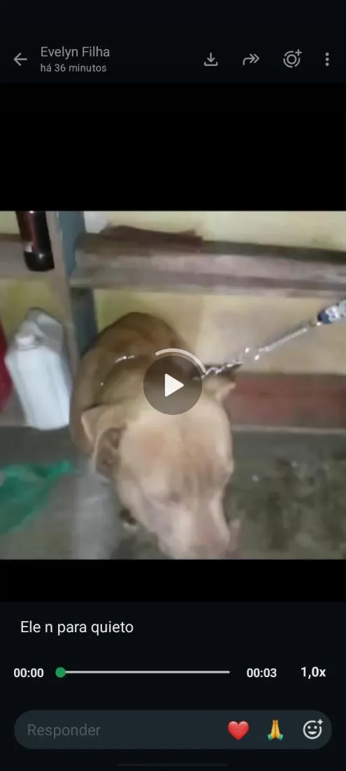 Cachorro raça Pit-Bull idade 1 ano nome thor