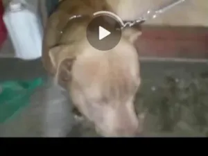 Cachorro raça Pit-Bull idade 6 ou mais anos nome thor