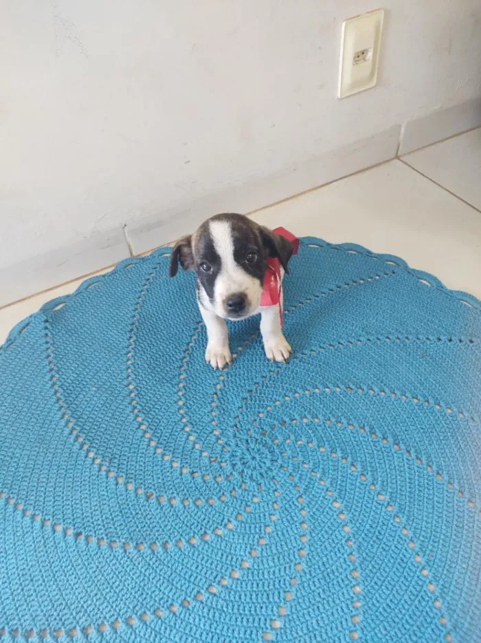 Cachorro raça SRD-ViraLata idade 2 a 6 meses nome Beethoven