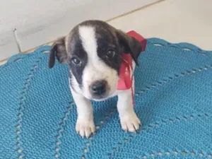 Cachorro raça SRD-ViraLata idade 2 a 6 meses nome Beethoven