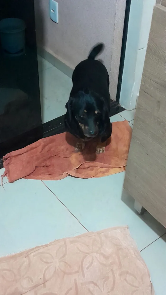 Cachorro raça SRD-ViraLata idade 5 anos nome Amendoim 
