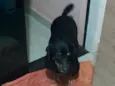Amendoim 