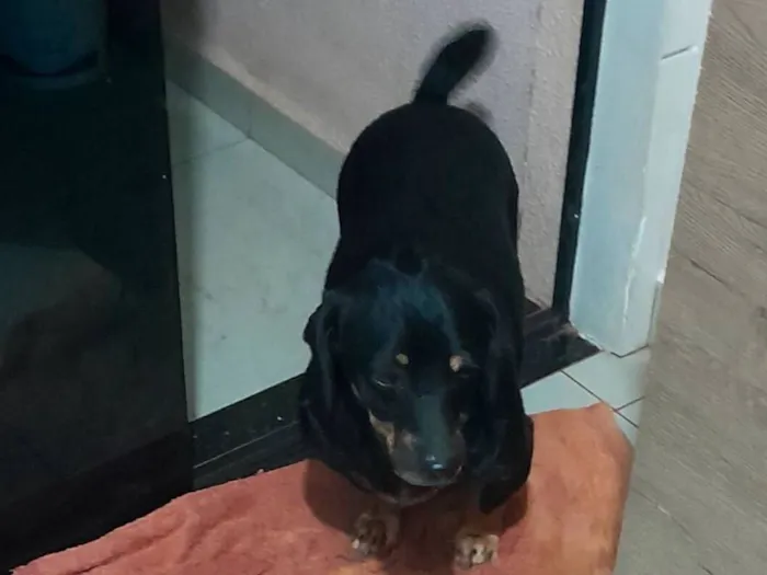 Cachorro raça SRD-ViraLata idade 5 anos nome Amendoim 