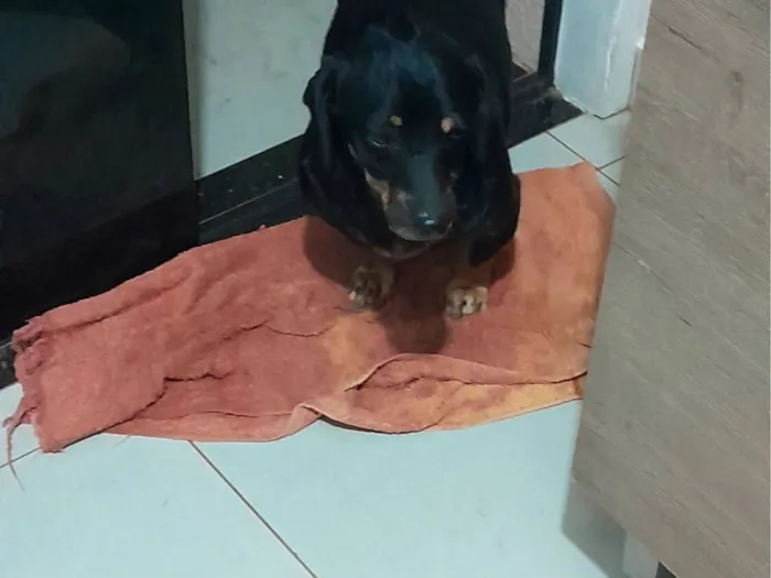 Cachorro raça SRD-ViraLata idade 5 anos nome Amendoim 