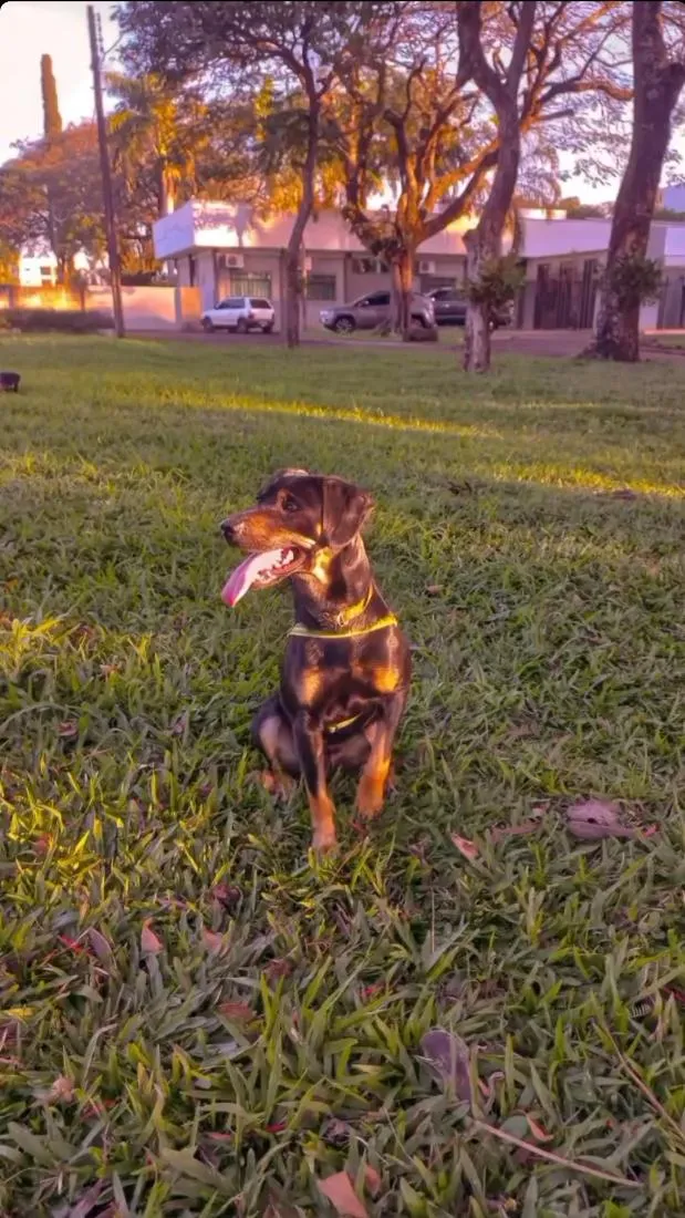 Cachorro raça SRD-ViraLata idade 5 anos nome Atlas