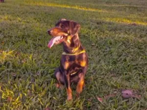 Cachorro raça SRD-ViraLata idade 5 anos nome Atlas