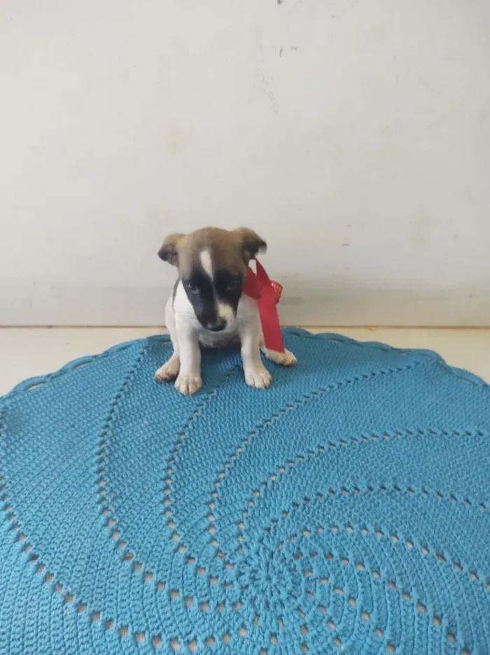 Cachorro raça SRD-ViraLata idade 2 a 6 meses nome Mel