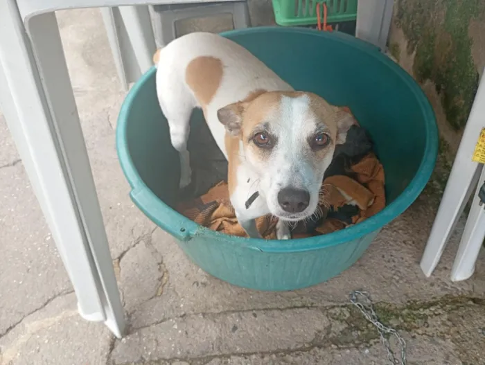 Cachorro raça SRD-ViraLata idade 4 anos nome costelinha