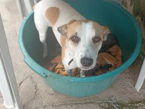 Cachorro raça SRD-ViraLata idade 4 anos nome costelinha