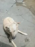 Panqueca
