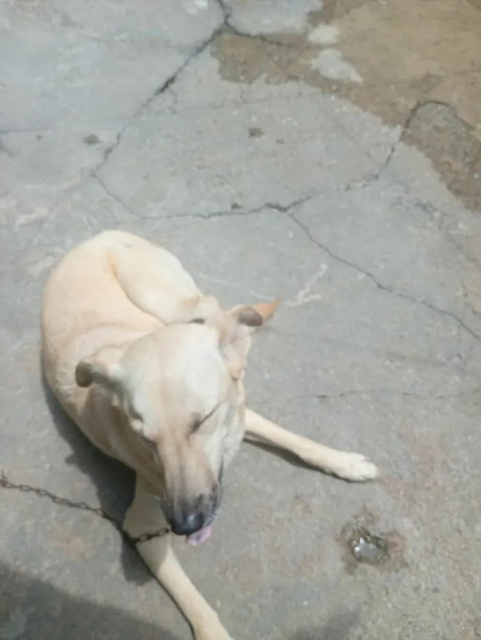 Cachorro raça SRD-ViraLata idade 5 anos nome Panqueca