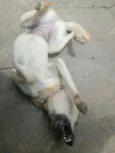 Panqueca