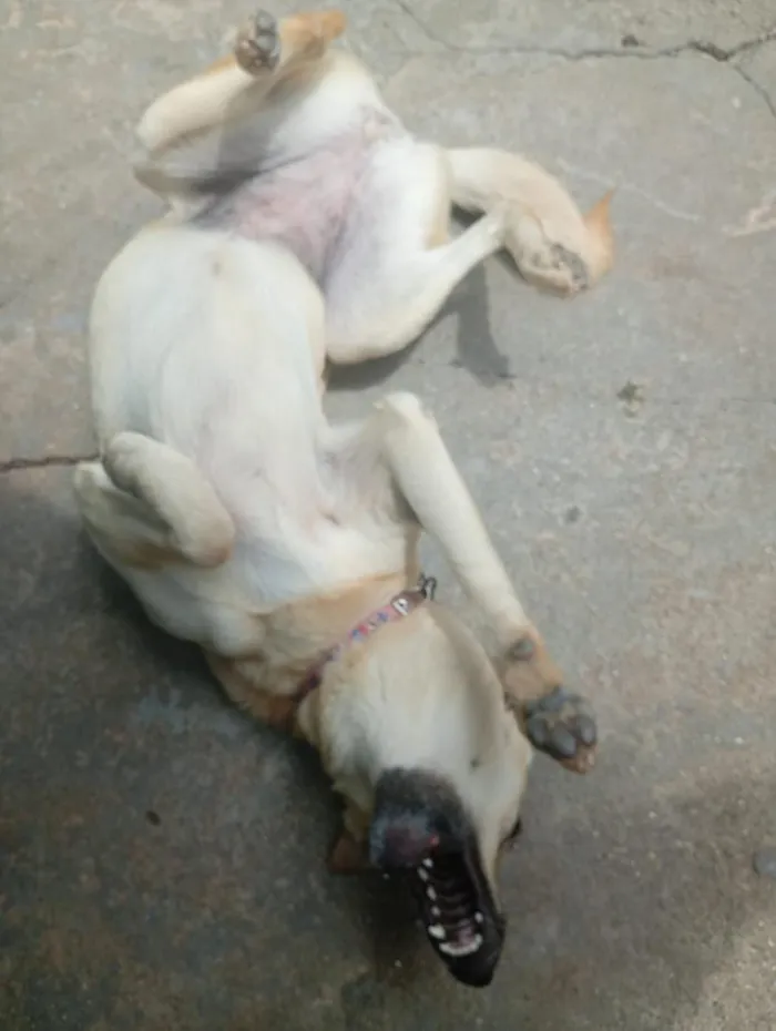 Cachorro raça SRD-ViraLata idade 5 anos nome Panqueca