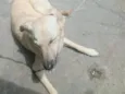 Panqueca