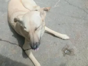 Cachorro raça SRD-ViraLata idade 5 anos nome Panqueca