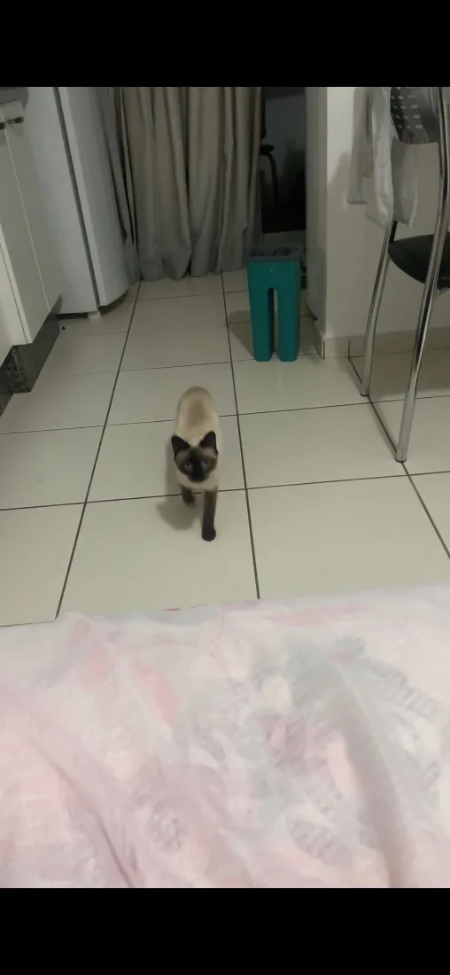Gato raça Siamês idade 2 a 6 meses nome Não tem ainda 