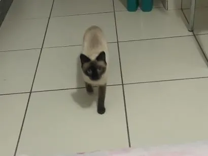 Gato raça Siamês idade 2 a 6 meses nome Não tem ainda 