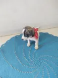 Rex