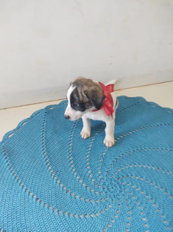 Cachorro raça SRD-ViraLata idade 2 a 6 meses nome Rex