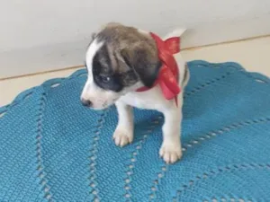 Cachorro raça SRD-ViraLata idade 2 a 6 meses nome Rex