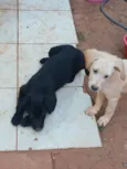 branca e negao
