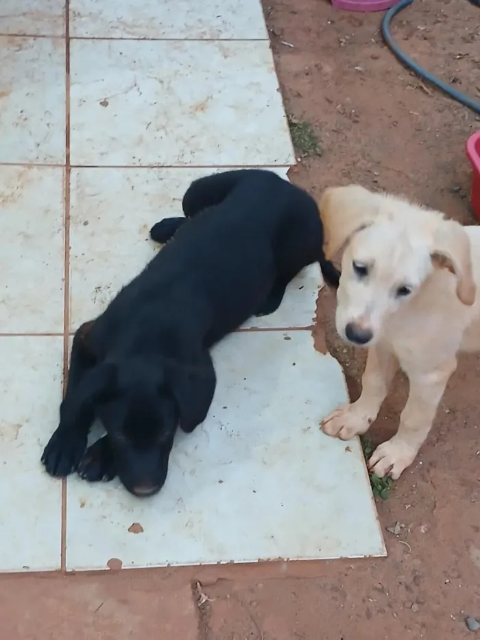 Cachorro raça SRD-ViraLata idade 2 a 6 meses nome branca e negao