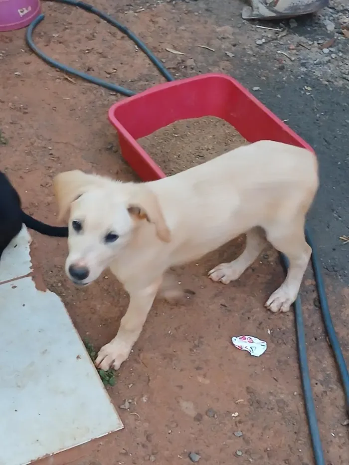 Cachorro raça SRD-ViraLata idade 2 a 6 meses nome branca e negao