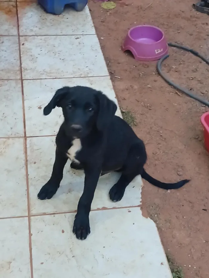 Cachorro raça SRD-ViraLata idade 2 a 6 meses nome branca e negao