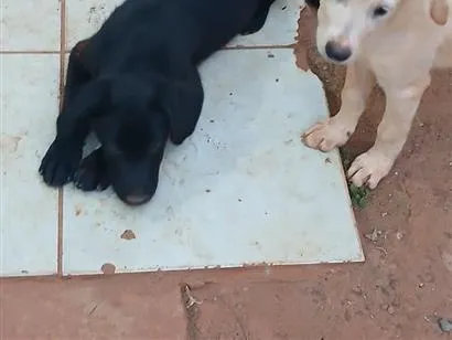 Cachorro raça SRD-ViraLata idade 2 a 6 meses nome branca e negao