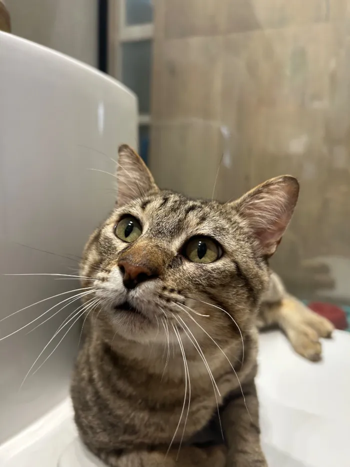 Gato raça SRD-ViraLata idade 2 anos nome Mauricio Cinza