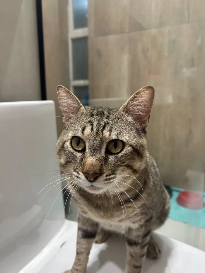 Gato raça SRD-ViraLata idade 2 anos nome Mauricio Cinza