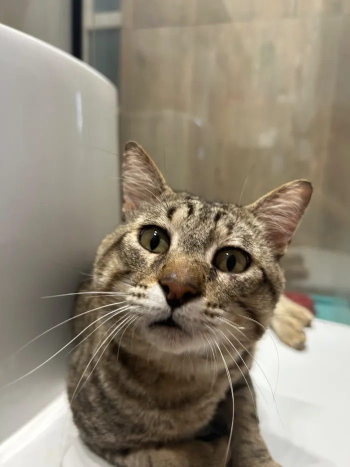 Gato raça SRD-ViraLata idade 2 anos nome Mauricio Cinza