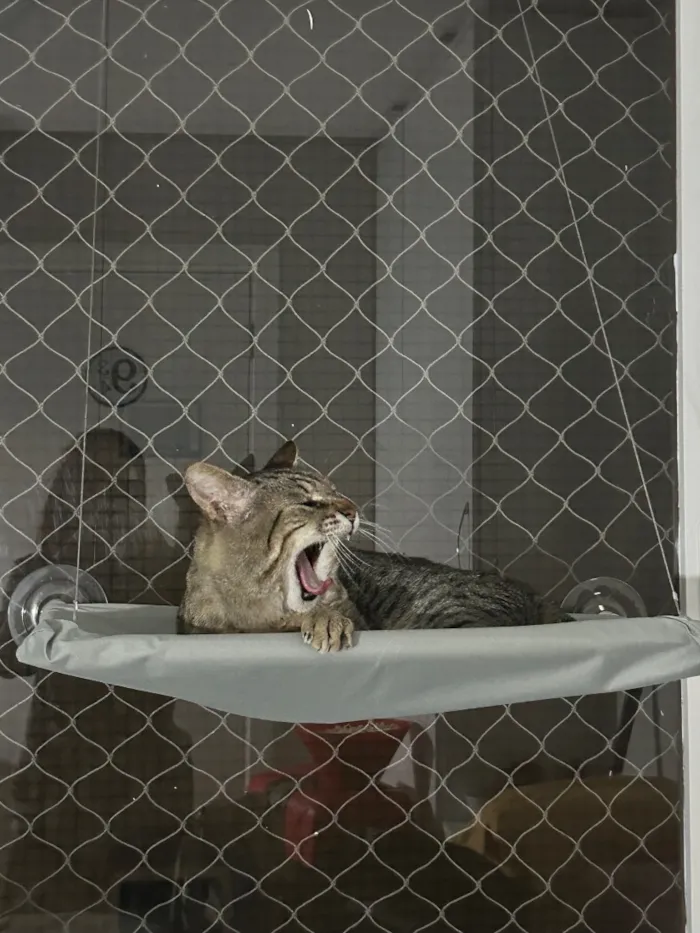 Gato raça SRD-ViraLata idade 2 anos nome Mauricio Cinza