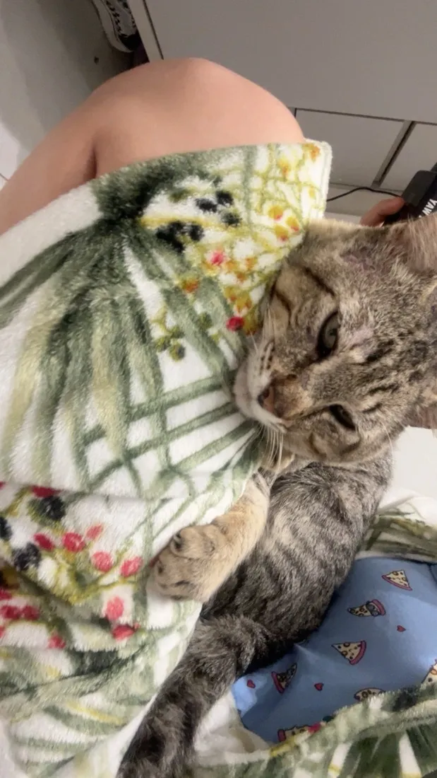 Gato raça SRD-ViraLata idade 2 anos nome Mauricio Cinza