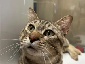 Gato raça SRD-ViraLata idade 2 anos nome Mauricio Cinza
